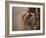 Cute Squirrel Looks out of Her Hole.-l i g h t p o e t-Framed Photographic Print