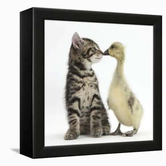 Cute Tabby Kitten, Fosset, 9 Weeks, Nose to Beak with Yellow Gosling-Mark Taylor-Framed Premier Image Canvas