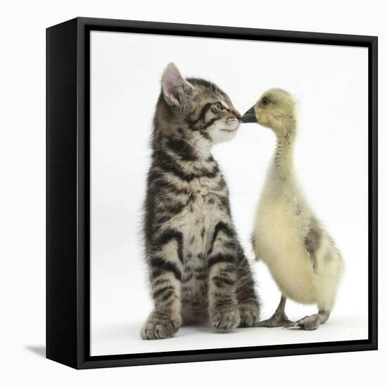 Cute Tabby Kitten, Fosset, 9 Weeks, Nose to Beak with Yellow Gosling-Mark Taylor-Framed Premier Image Canvas