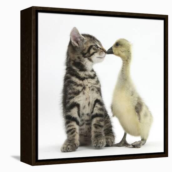 Cute Tabby Kitten, Fosset, 9 Weeks, Nose to Beak with Yellow Gosling-Mark Taylor-Framed Premier Image Canvas