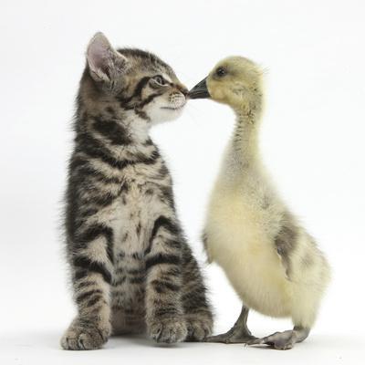 Cute Tabby Kitten Fosset 9 Weeks Nose To Beak With Yellow Gosling Photographic Print Mark Taylor Art Com