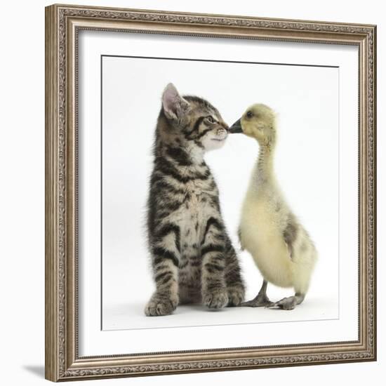 Cute Tabby Kitten, Fosset, 9 Weeks, Nose to Beak with Yellow Gosling-Mark Taylor-Framed Photographic Print