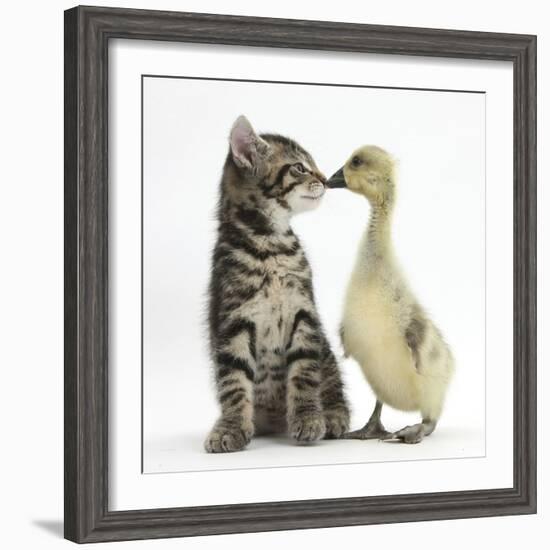 Cute Tabby Kitten, Fosset, 9 Weeks, Nose to Beak with Yellow Gosling-Mark Taylor-Framed Photographic Print