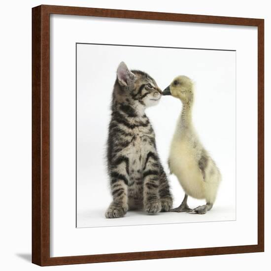 Cute Tabby Kitten, Fosset, 9 Weeks, Nose to Beak with Yellow Gosling-Mark Taylor-Framed Photographic Print