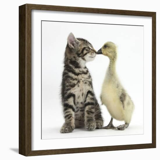 Cute Tabby Kitten, Fosset, 9 Weeks, Nose to Beak with Yellow Gosling-Mark Taylor-Framed Photographic Print