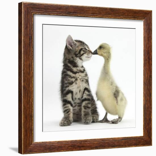 Cute Tabby Kitten, Fosset, 9 Weeks, Nose to Beak with Yellow Gosling-Mark Taylor-Framed Photographic Print