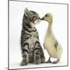 Cute Tabby Kitten, Fosset, 9 Weeks, Nose to Beak with Yellow Gosling-Mark Taylor-Mounted Photographic Print