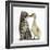 Cute Tabby Kitten, Fosset, 9 Weeks, Nose to Beak with Yellow Gosling-Mark Taylor-Framed Photographic Print