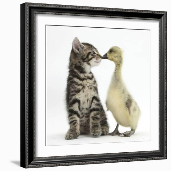 Cute Tabby Kitten, Fosset, 9 Weeks, Nose to Beak with Yellow Gosling-Mark Taylor-Framed Photographic Print