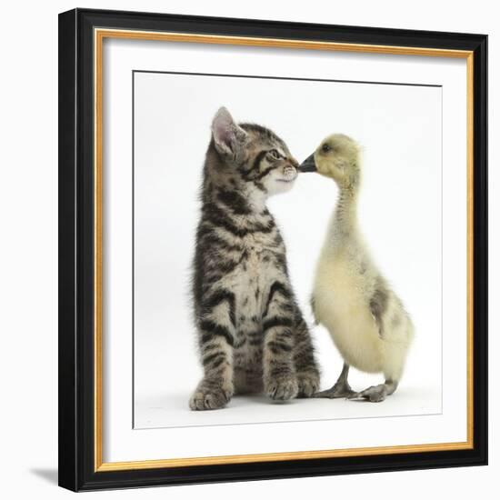 Cute Tabby Kitten, Fosset, 9 Weeks, Nose to Beak with Yellow Gosling-Mark Taylor-Framed Photographic Print