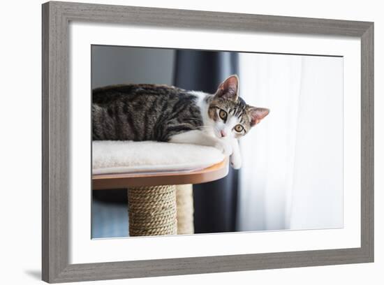 Cute Tabby Kitten Relaxing on Top of Cat Tree-Anna Hoychuk-Framed Photographic Print