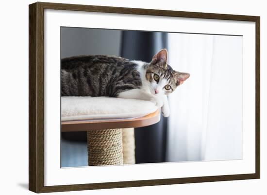 Cute Tabby Kitten Relaxing on Top of Cat Tree-Anna Hoychuk-Framed Photographic Print