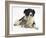 Cute Tabby Kitten, Stanley, 6 Weeks with Black and White Border Collie Bitch, Phoebe-Mark Taylor-Framed Photographic Print