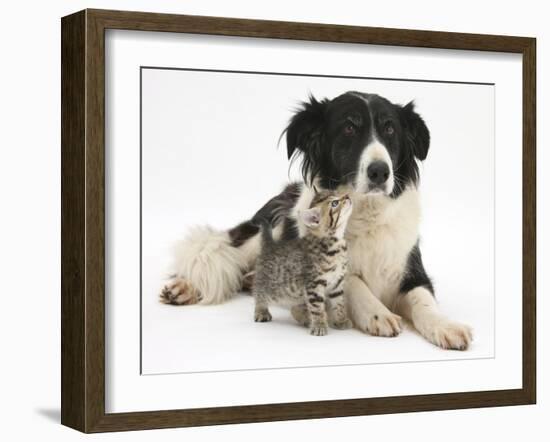 Cute Tabby Kitten, Stanley, 6 Weeks with Black and White Border Collie Bitch, Phoebe-Mark Taylor-Framed Photographic Print