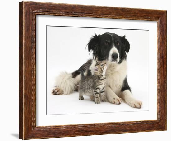 Cute Tabby Kitten, Stanley, 6 Weeks with Black and White Border Collie Bitch, Phoebe-Mark Taylor-Framed Photographic Print