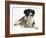 Cute Tabby Kitten, Stanley, 6 Weeks with Black and White Border Collie Bitch, Phoebe-Mark Taylor-Framed Photographic Print