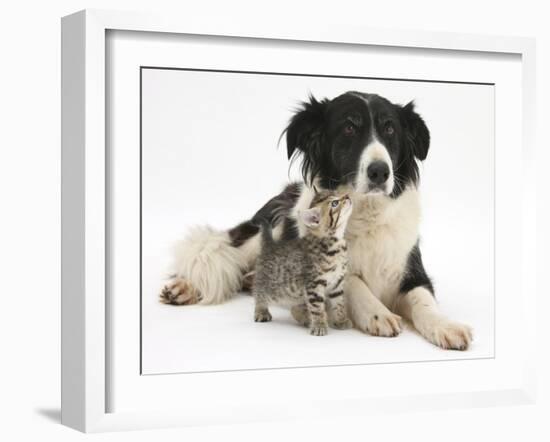 Cute Tabby Kitten, Stanley, 6 Weeks with Black and White Border Collie Bitch, Phoebe-Mark Taylor-Framed Photographic Print