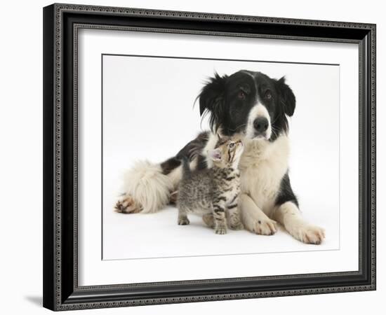 Cute Tabby Kitten, Stanley, 6 Weeks with Black and White Border Collie Bitch, Phoebe-Mark Taylor-Framed Photographic Print