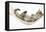 Cute Tabby Kitten, Stanley, 7 Weeks, Sleeping in a Hammock-Mark Taylor-Framed Premier Image Canvas