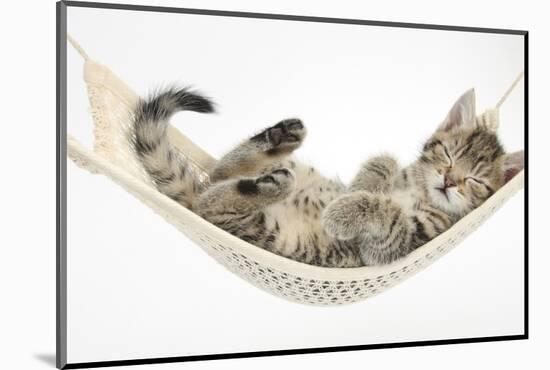 Cute Tabby Kitten, Stanley, 7 Weeks, Sleeping in a Hammock-Mark Taylor-Mounted Photographic Print