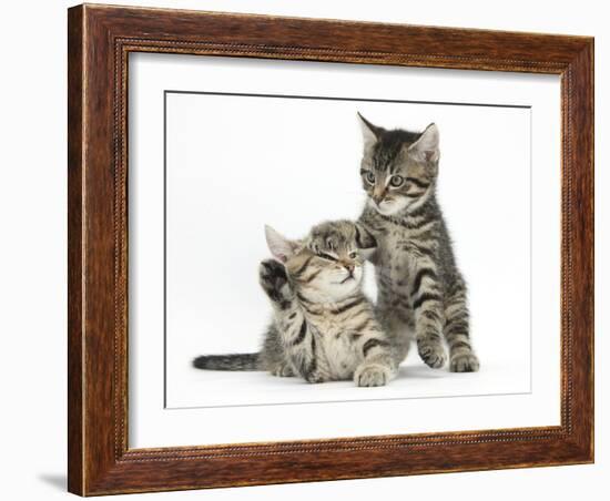 Cute Tabby Kittens, Stanley and Fosset, 9 Weeks-Mark Taylor-Framed Photographic Print