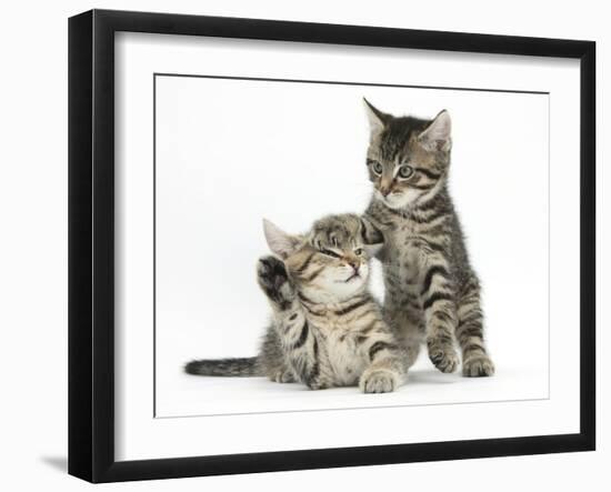 Cute Tabby Kittens, Stanley and Fosset, 9 Weeks-Mark Taylor-Framed Photographic Print