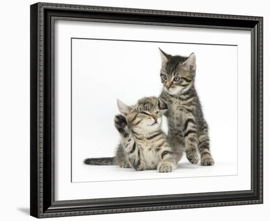 Cute Tabby Kittens, Stanley and Fosset, 9 Weeks-Mark Taylor-Framed Photographic Print