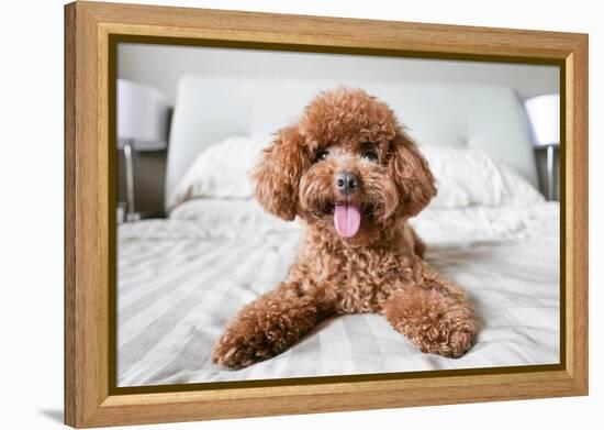 Cute Toy Poodle Resting on Bed-Lim Tiaw Leong-Framed Premier Image Canvas