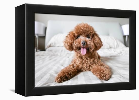 Cute Toy Poodle Resting on Bed-Lim Tiaw Leong-Framed Premier Image Canvas