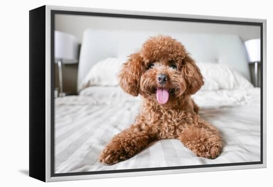 Cute Toy Poodle Resting on Bed-Lim Tiaw Leong-Framed Premier Image Canvas