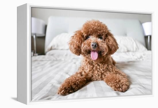 Cute Toy Poodle Resting on Bed-Lim Tiaw Leong-Framed Premier Image Canvas