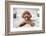 Cute Toy Poodle Resting on Bed-Lim Tiaw Leong-Framed Photographic Print