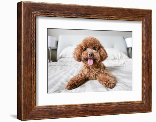 Cute Toy Poodle Resting on Bed-Lim Tiaw Leong-Framed Photographic Print