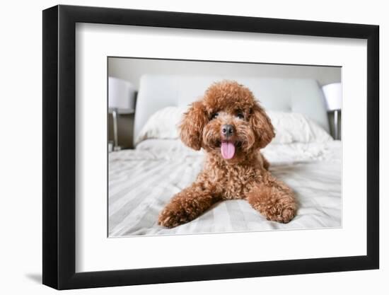 Cute Toy Poodle Resting on Bed-Lim Tiaw Leong-Framed Photographic Print
