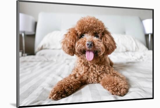 Cute Toy Poodle Resting on Bed-Lim Tiaw Leong-Mounted Photographic Print
