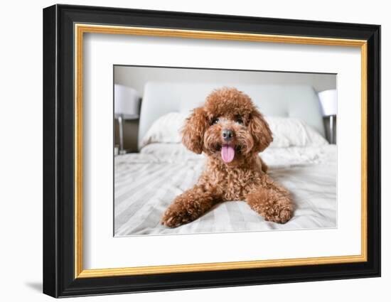 Cute Toy Poodle Resting on Bed-Lim Tiaw Leong-Framed Photographic Print