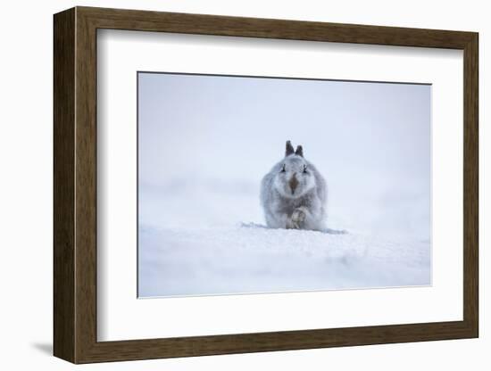 Cute white hare in snow with raised paw-Sue Demetriou-Framed Photographic Print