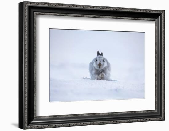 Cute white hare in snow with raised paw-Sue Demetriou-Framed Photographic Print