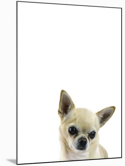 Cutesy Canine-Assaf Frank-Mounted Giclee Print