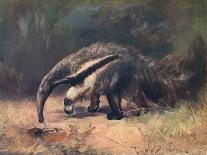Animal, Phalanger 1909-Cuthbert Swan-Art Print