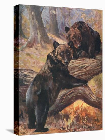 Stretched Canvas Print, , large