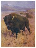 Bison Bison American Bison or Buffalo-Cuthbert Swan-Art Print