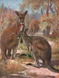 Kangaroos 1909-Cuthbert Swan-Framed Art Print