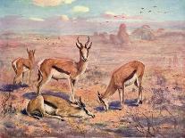 Springbok, Cuthbert Swan-Cuthbert Swan-Art Print