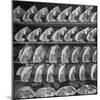 Cuts of Beef on Shelves at Meat Processing and Packing Plant-Alfred Eisenstaedt-Mounted Photographic Print