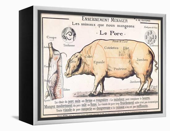 Cuts of Pork, illustration from a French Domestic Science Manual by H. de Puytorac, 19th century-null-Framed Premier Image Canvas