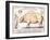 Cuts of Pork, illustration from a French Domestic Science Manual by H. de Puytorac, 19th century-null-Framed Giclee Print