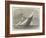 Cutter Match of the Royal London Yacht Club-Edwin Weedon-Framed Giclee Print