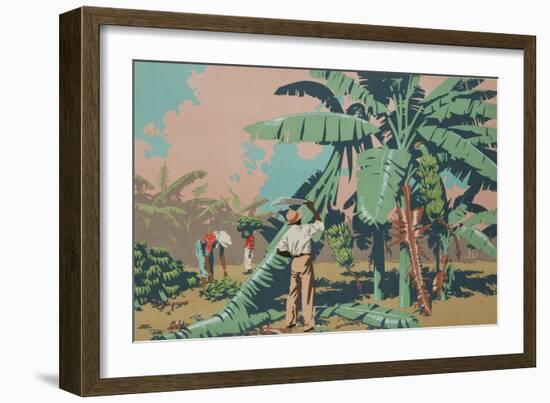 Cutting Bananas in Jamaica-Frank Newbould-Framed Giclee Print