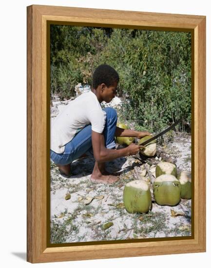 Cutting Coconuts, Barbuda-null-Framed Premier Image Canvas